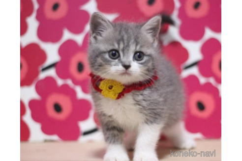 成約済の東京都のスコティッシュフォールド-70787の1枚目